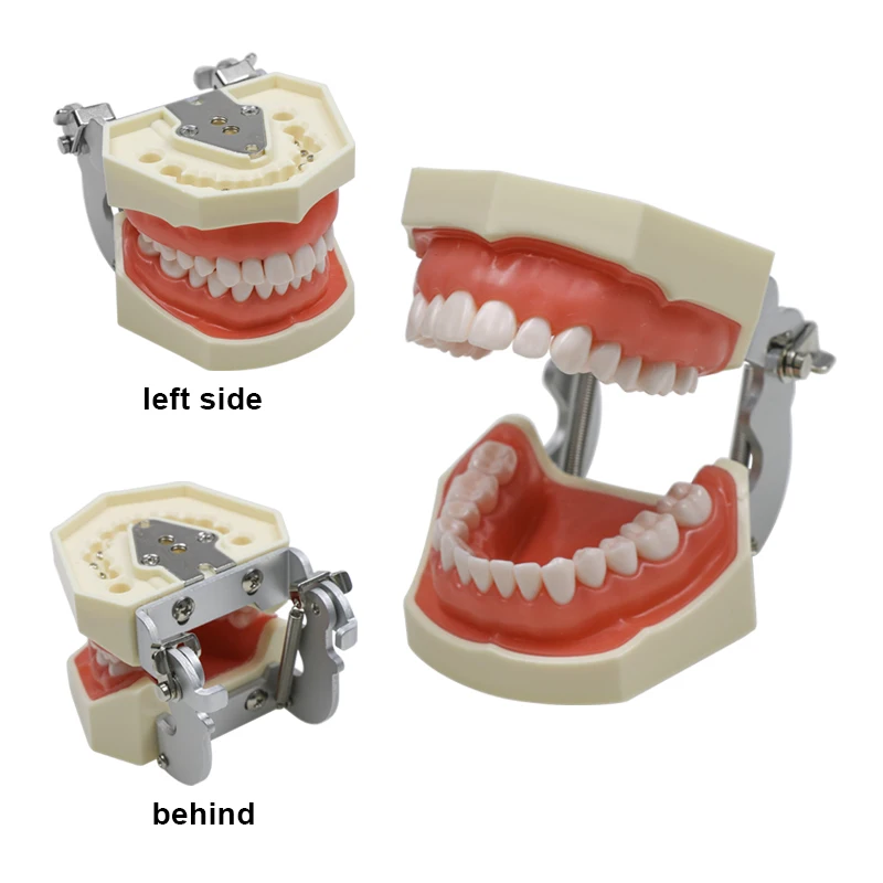 

Стоматологическая модель зубов для студентов, медсестер, обучающих взрослых, модель стоматологического лабораторного инструмента