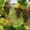 Strawberry Grapes Fruit Grow Bags Netting Mesh Vegetable Plant Protection Bags For Pest Control Anti-Bird Garden Planter Tools 4