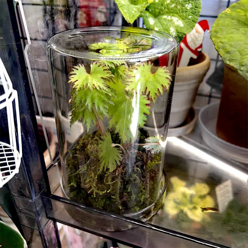 High Borosilicate Moss Bottle Jar