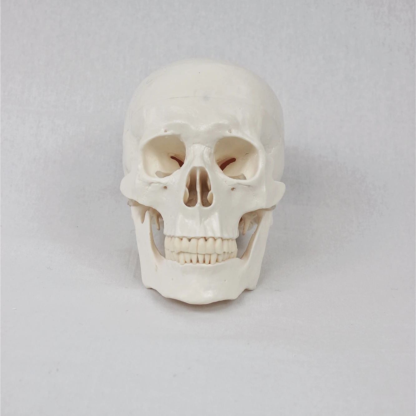 Medical Science Life Size Anatomical Skull Model Skeleton Detachable Jaw Bone For Educational And Lab Teaching Display Tools