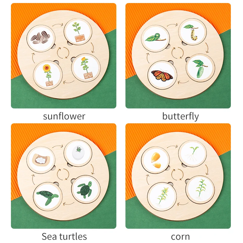 Montessori Life Cycle Board: Interactive Biology and Sensory Education Kit