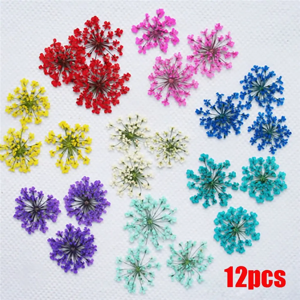 12pcs/set Pressed Dried Ammi Majus Flower True Flower Hand-made Plant For Home Party Decoration Gifts Crafts DIY Party Supplies