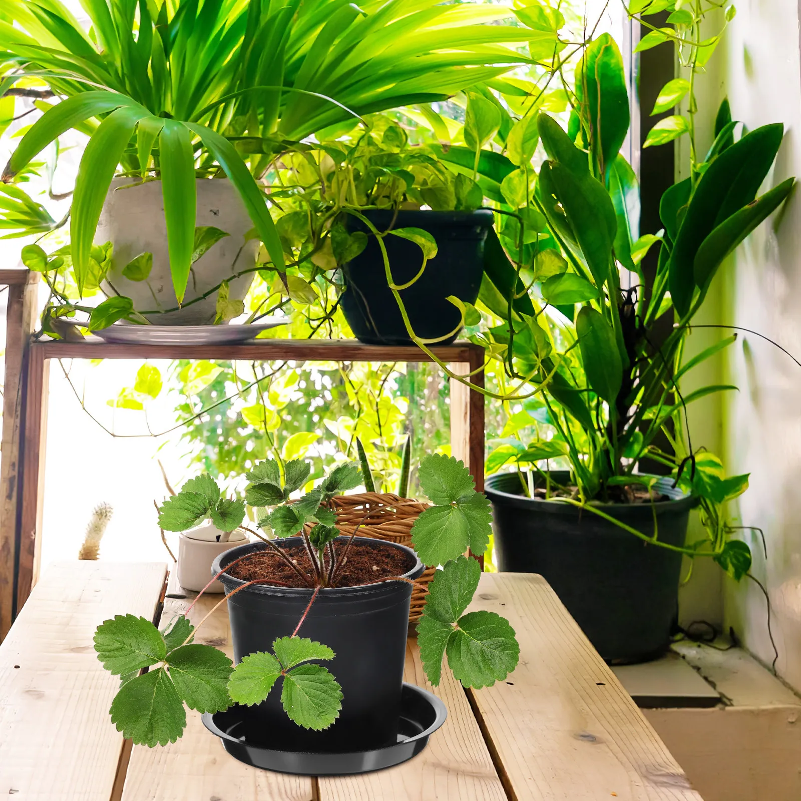 Sottovasi Rotondi In Ceramica Bianca Da 10,2 Cm - Set Da 2 Per Piante Grasse E Cactus, Ideali Per Interni Ed Esterni, Vasi E Piattini