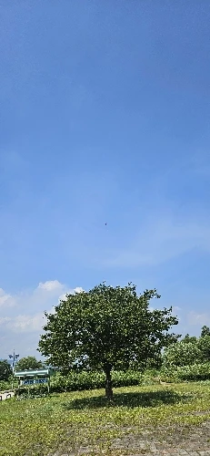 Butterfly Kite Steering Beautiful Butterfly 1.45m Kite Air Bounce with Kite Line Children's Kite Outdoor Sports photo review