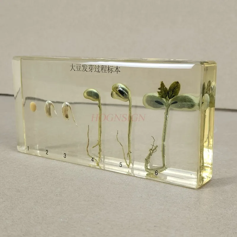 Kindergarten teaching cognitive plant seed specimen soybean germination growth resin real artificial amber 1