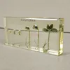 Kindergarten teaching cognitive plant seed specimen soybean germination growth resin real artificial amber 1