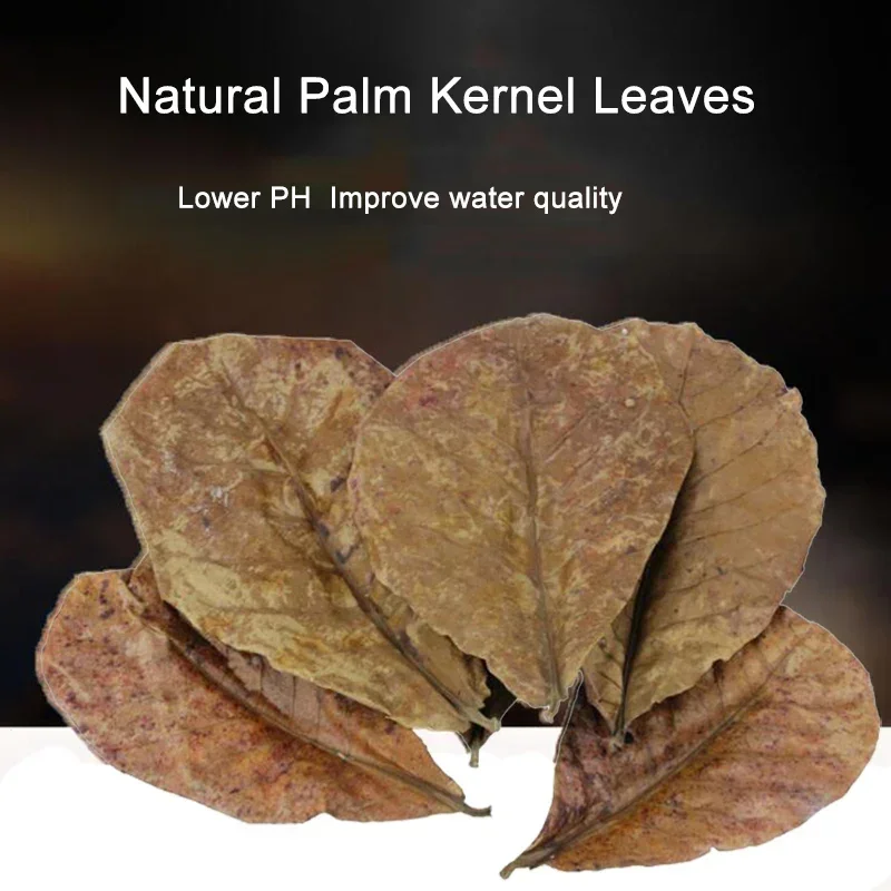 Aquarium leaves Natural Terminalia Catappa Foetida Leaves Island Almond Leaf Fish Cleaning Treatment Aquarium Tank