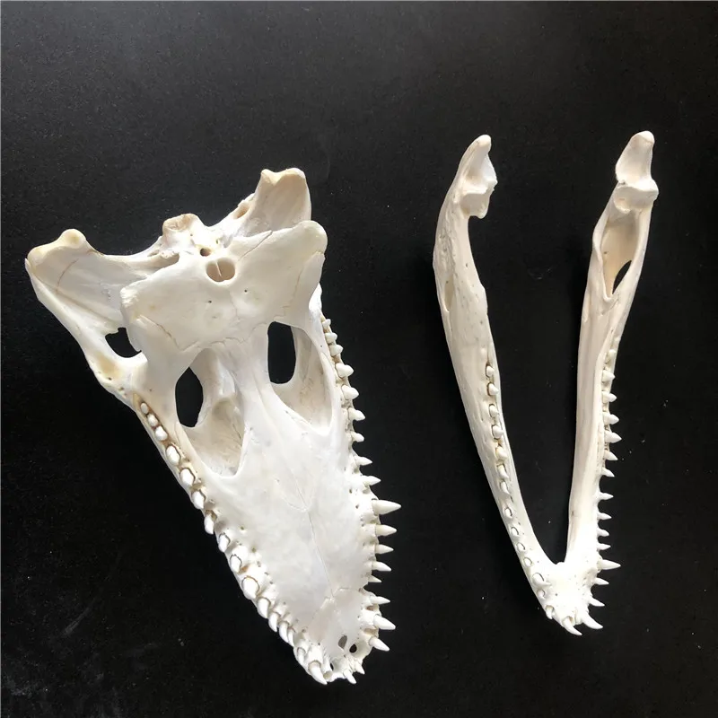 1 animal skull taxidermy collection ornament 20- 25 cm Animal skull specimen 3