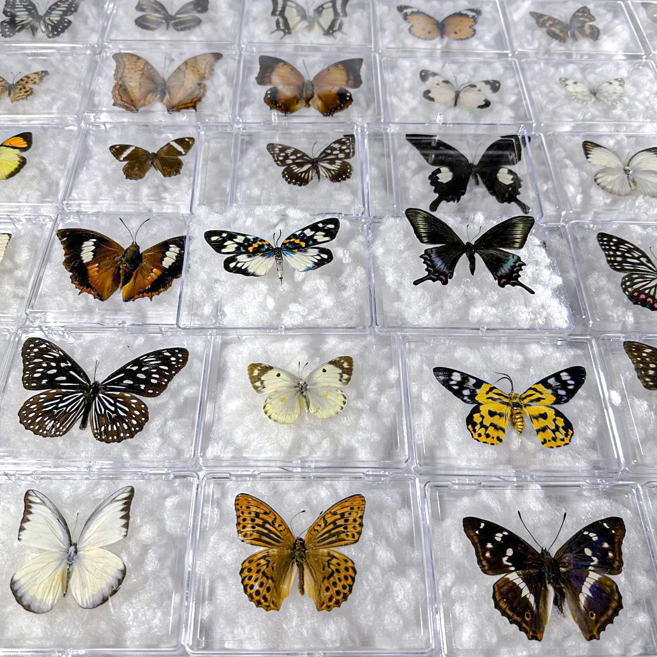 5pcs/10pcs Butterfly Specimen Birthday Gift Home Decoration Acrylic box Take Out Insect Sample Collection DIY 2