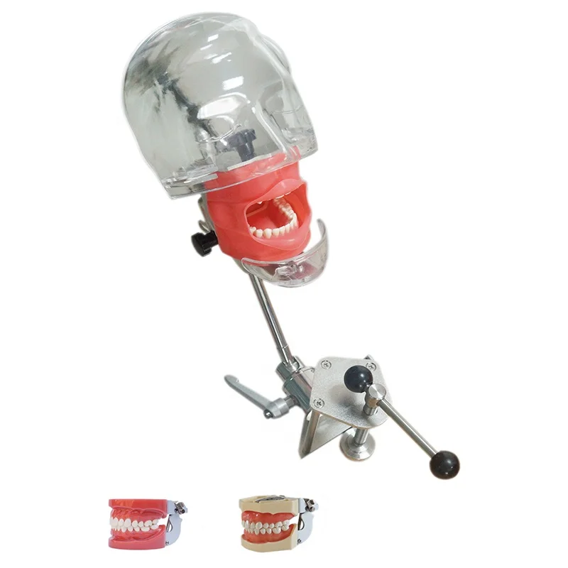 

Den tal phantom head model with new style bench mount for dentist education