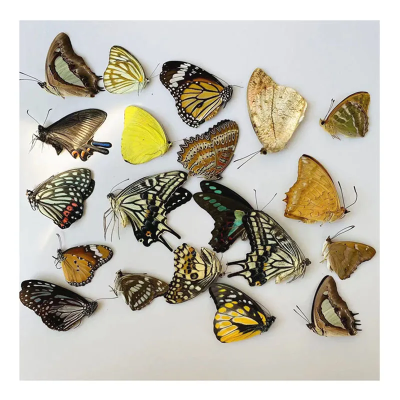 The original butterfly real butterfly specimen has not spread its wings popular science teaching aids handmade diy material 4