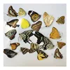 The original butterfly real butterfly specimen has not spread its wings popular science teaching aids handmade diy material 4