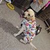 Fashion Big Dog Waterproof Jacket Autumn Winter Pet Coat with Traction Buckle Doberman Pinscher Golden Retriever Outdoor Jackets 5