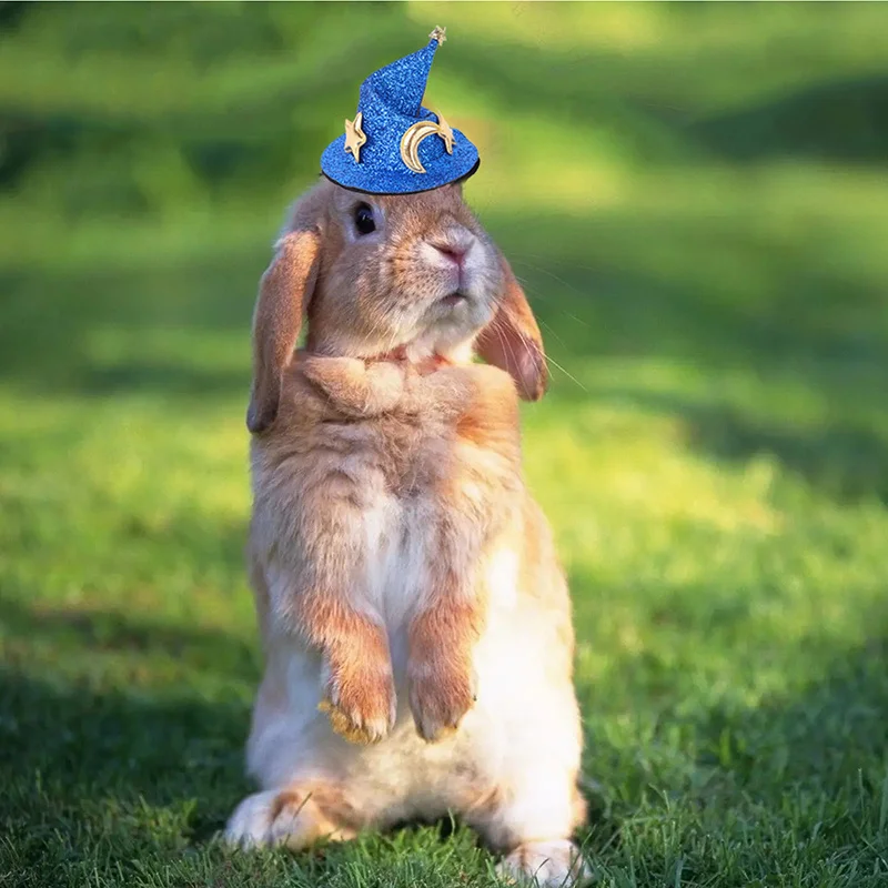 Mini Witch Hat for Small Animals Adjustable Pet Headgear Hamster Rat Hats Halloween Cosplay Clothing guinea pigs assessories small animal clothes pet headgear