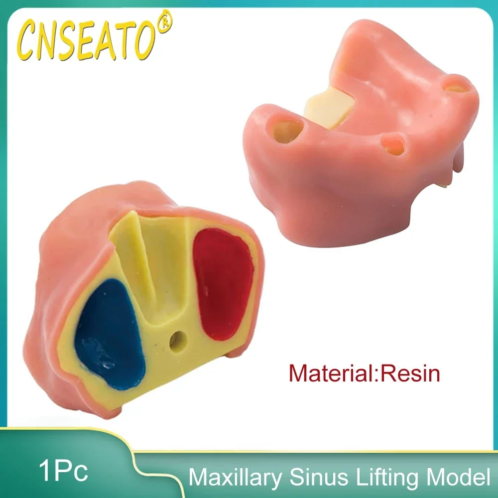 

1 шт., силиконовая тренировочная модель зубов для подтяжки зубов