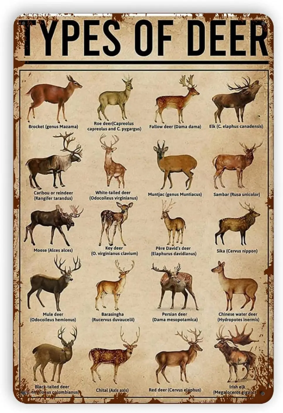 

Deer Knowledge Metal Tin Signs, Types of Deer Knowledge Tin Sign Retro Iron Painting Kitchen Garage for Bar Cafe Home