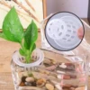 10/50pcs Hydroponic Planting Basket Plant Growing Container Garden Slotted Cup Hydroponic Vegetable Planting Seedling Cup Sponge 4