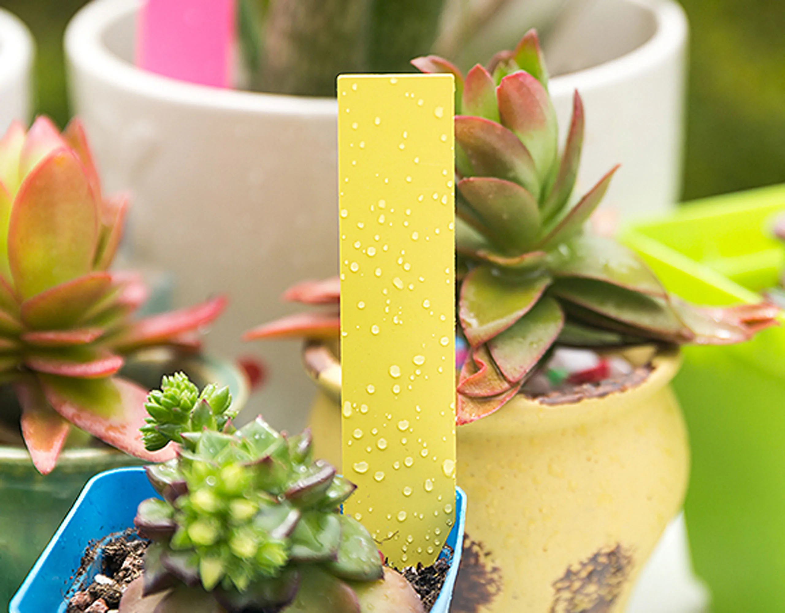 Waterproof PVC Plant Label 50pcs Waterproof Nursery Garden Plant Label Pot Name Seedling Tray Marker plant tags