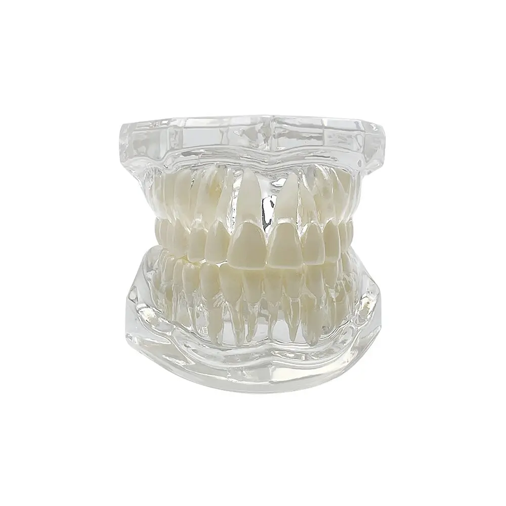 Advanced Dental Anatomy Teaching Model for Educational Demonstration