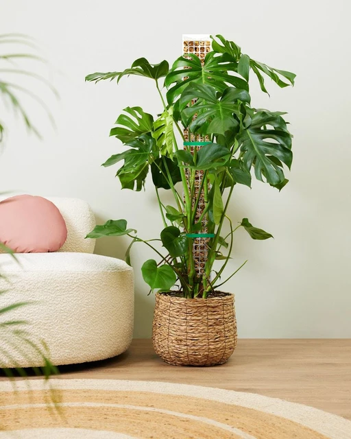 24/36/48 Inch Plastic Moss Pole for Monstera, Large D Shaped Poles Pot Climbing Plants Work Sphagnum Moss, Garden Growth Stake 4
