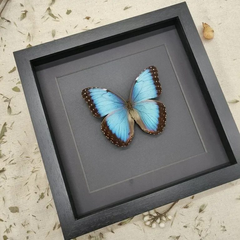 Morpho Menelaus Blue Flash Butterfly Real Butterfly Specimens Wings Have Spread Out Entomologist Insect Lover 4