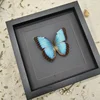 Morpho Menelaus Blue Flash Butterfly Real Butterfly Specimens Wings Have Spread Out Entomologist Insect Lover 4