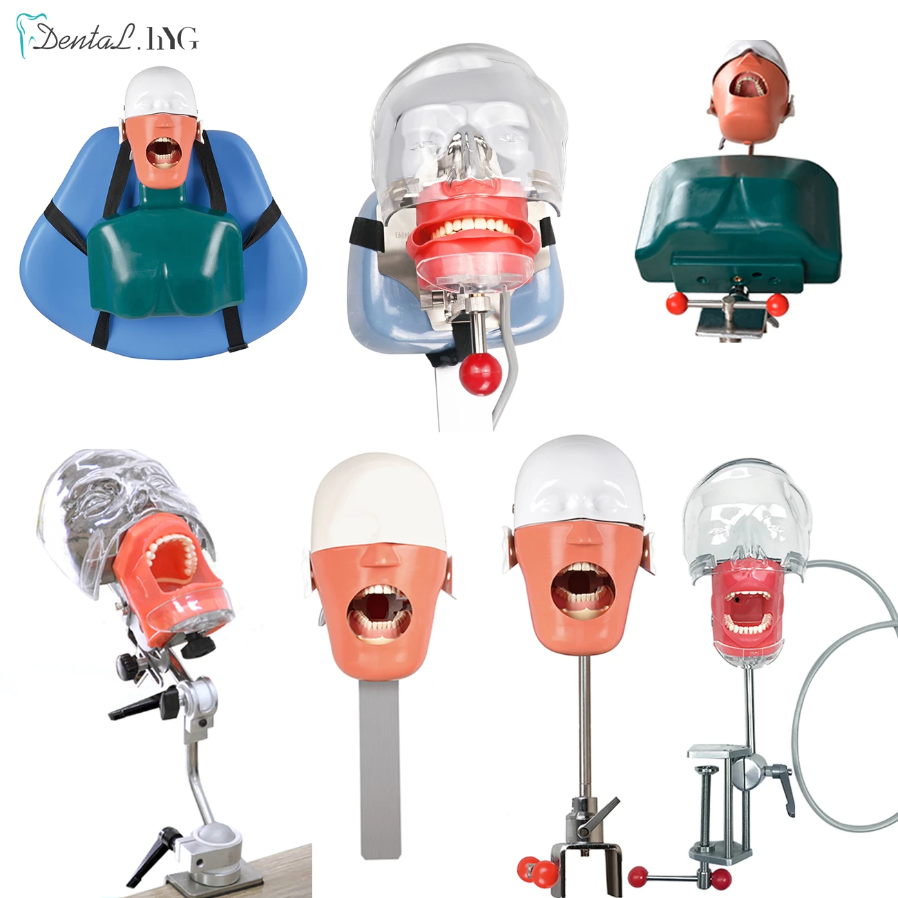 Dental Teaching Model Head Model Dental Simulator Phantom Manikin With