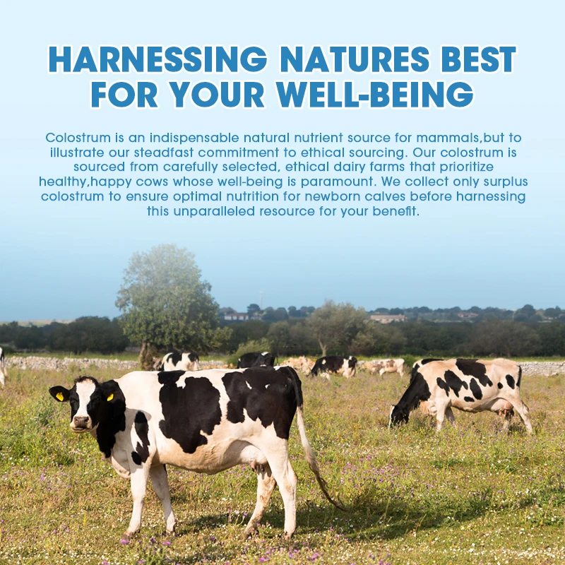Bovine Colostrum Supplement BEWORTHS Bovine Colostrum 1000mg Capsules Immune Support Gut Digestion Supplement Muscle Health Care
