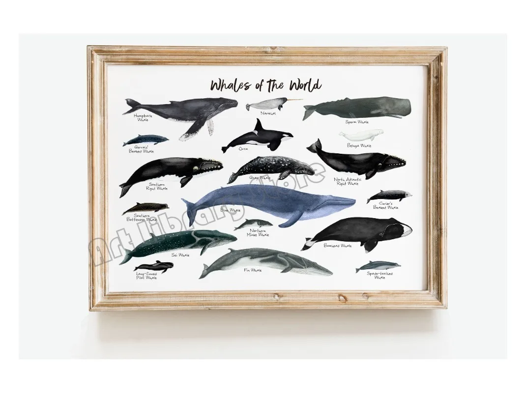 Marine Life Ocean Animals Canvas Art Poster - Whales, Sharks, and Turtles