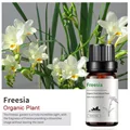 Freesia