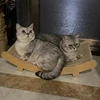 Cat Scratch Board Cat Scratching Pads Detachable Wear-resistant Multifuction Cats Sleeping Bed Kitten Grinding Cat Toys 3