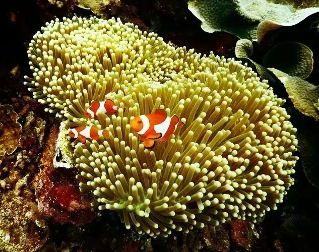 Coral Reef Protein Skimmer 3