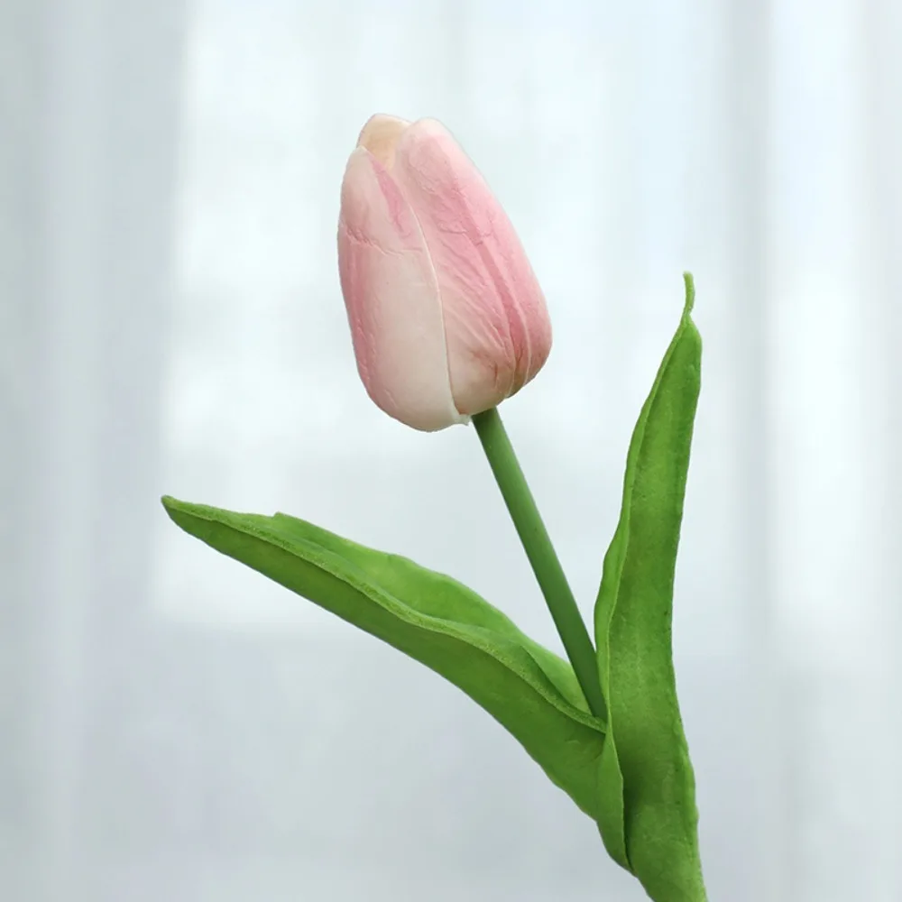 Pink Tulip