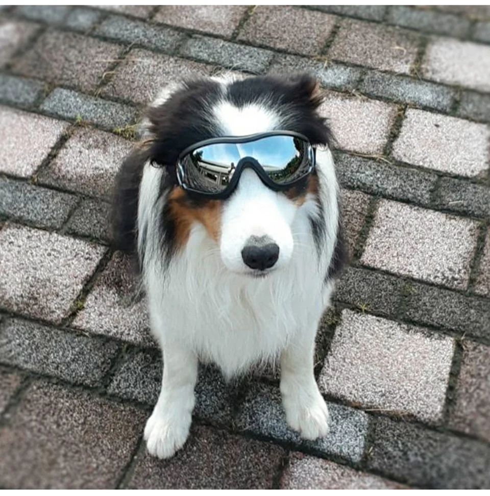 óculos de proteção anti-uv do cão do animal de estimação ajustável