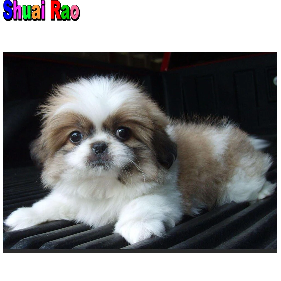 Merle Pekingese Pekingese Breed Pekingese Looking For Home