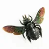 Real Insect Specimen Beetle Scarabaeidae Hornet Ants Student Observation Handicraft Collection Gift Home Decoration Taxidermy 6
