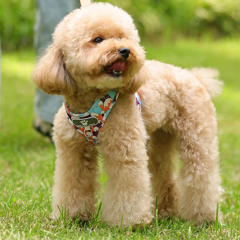 

Cute vest type dog leash Small dog Teddy Bichon Bear puppy chest strap dog leash leash dog chain