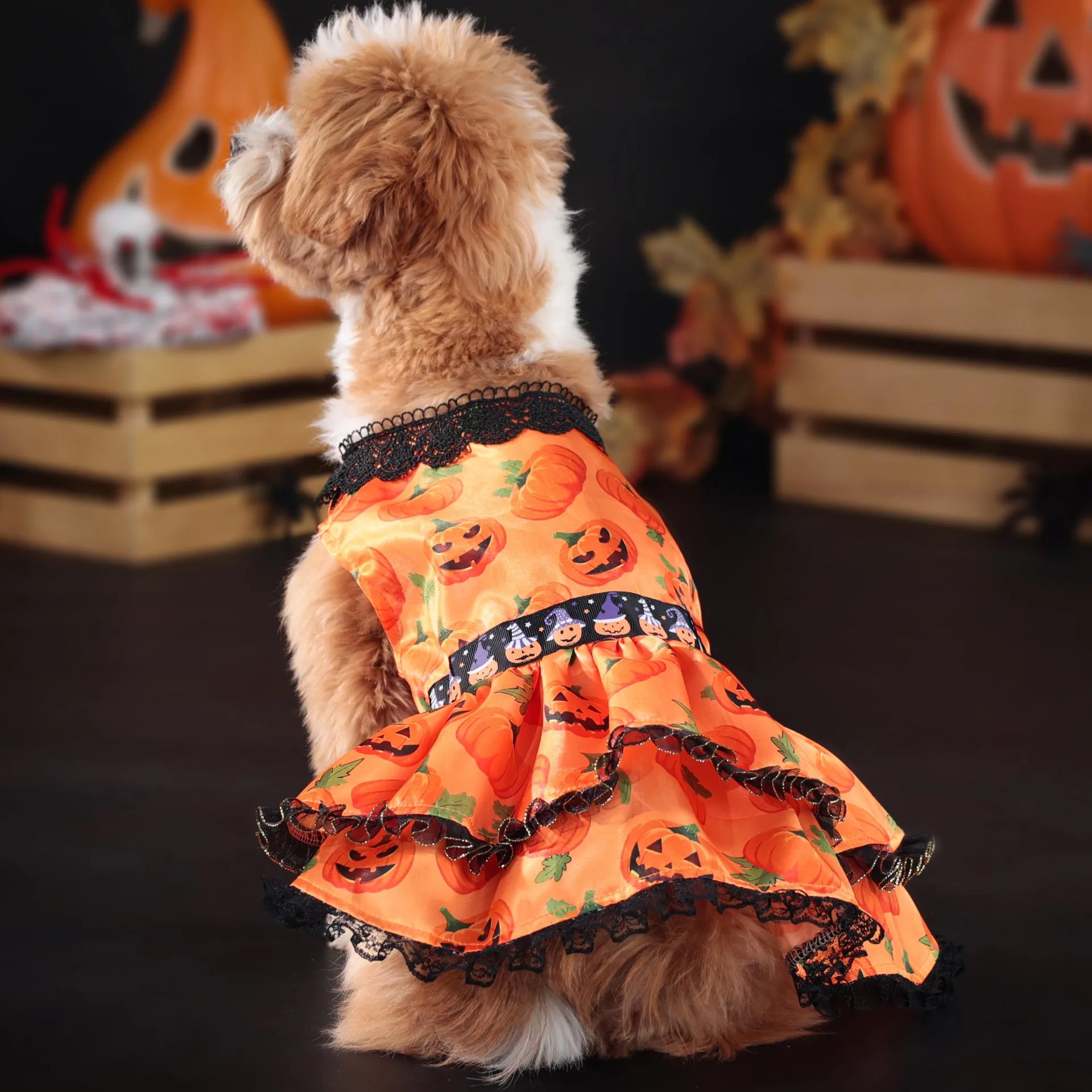 Robe d’Halloween pour Chihuahua - Costume Citrouille - 2025 - Vêtement et accessoires pour chiens - Doglovedesign