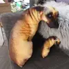 Cute 3D Lifelike Animal Throw Pillow Creative Dog Pillow Soft Cushion Office 1
