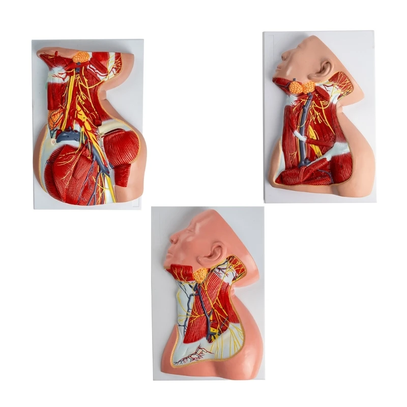 

Anatomical Human Neck Muscles Model Educational Training Aid