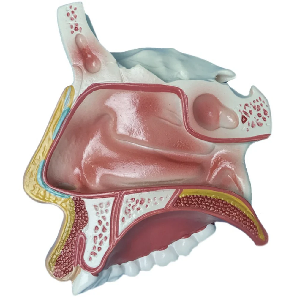 modelo-de-anatom-a-nasal-de-nariz-humana-estructura-de-senos-nasales