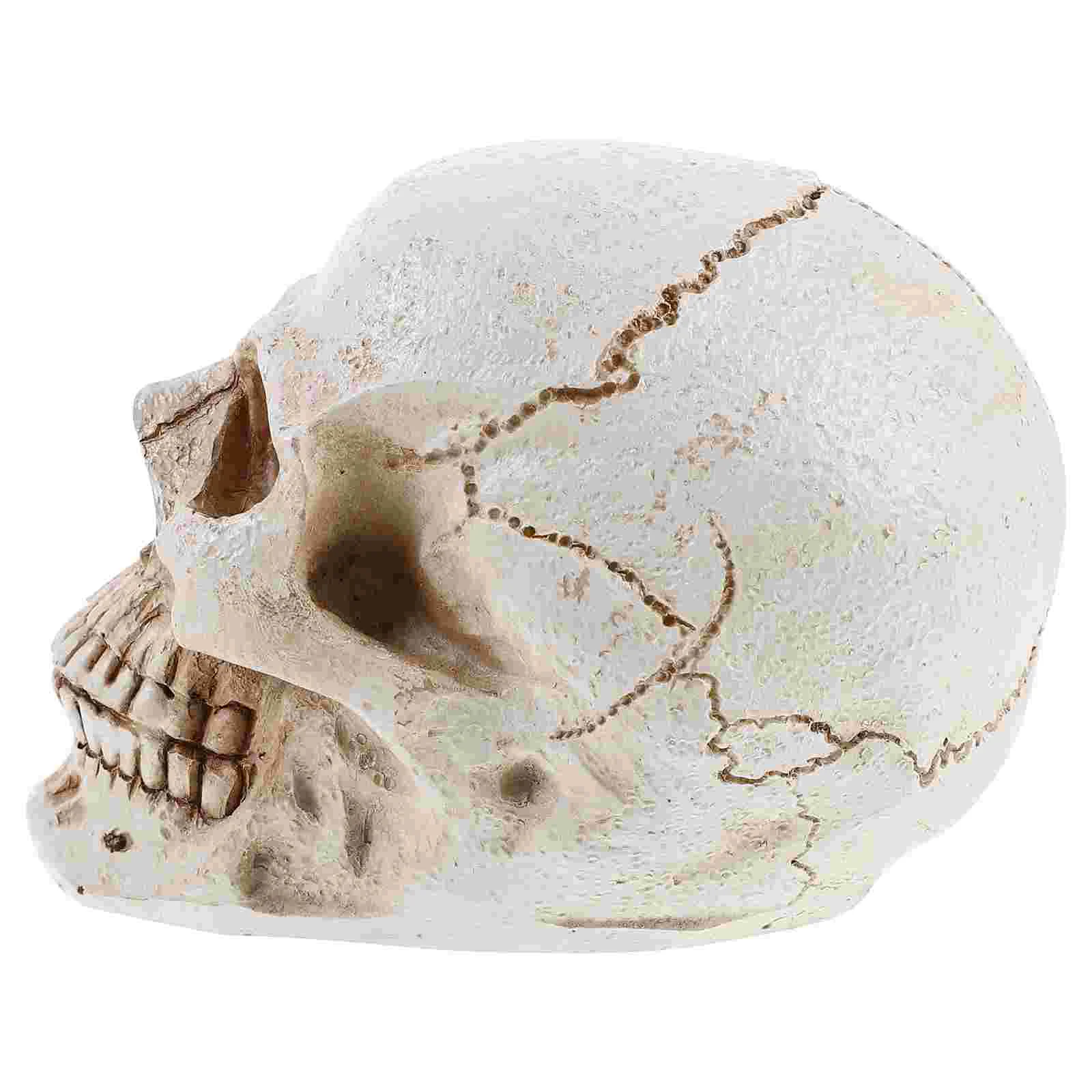 

Halloween Decorations Anatomy Skull Model Medical Supplies Human For Resin Lifelike