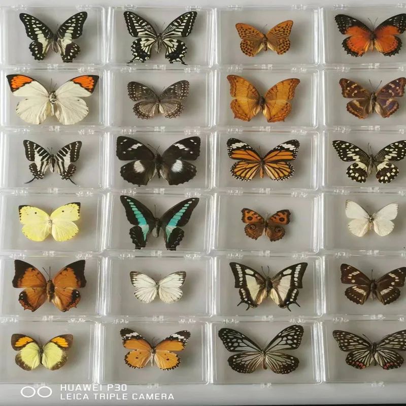 

1pcs Real Butterfly Specimen Insect Home Decor Photo Frame Desk Decoration Figurines Birthday Gift Teaching Training