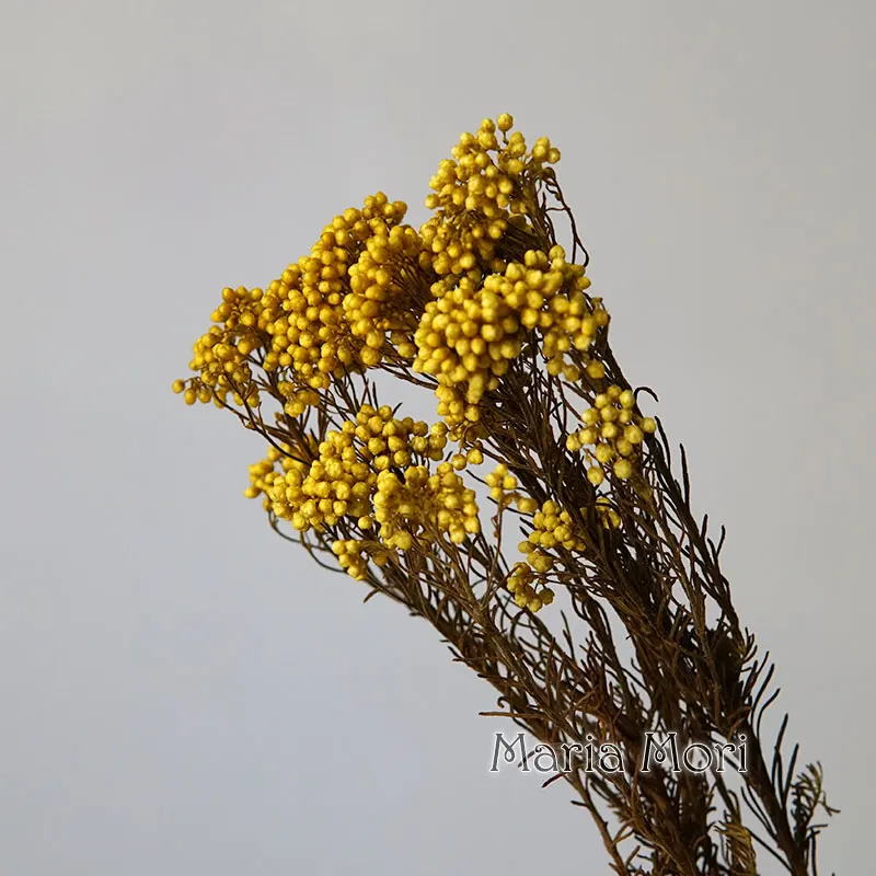 Elegant Preserved Rice Flower for Home and Office Decor – Ideal for DIY Crafts and Handmade Candle Projects