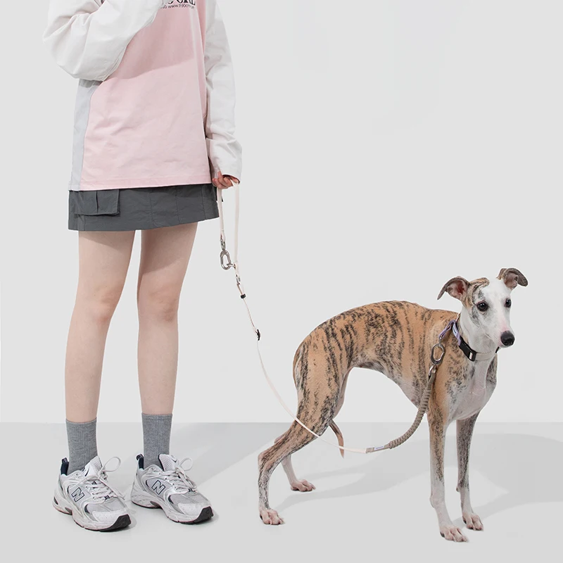 Dog Collar Outdoor Training Strap for Small Medium Large Dogs With Adjustable Nylon Pet Collar Traction Rope Dog Accessories