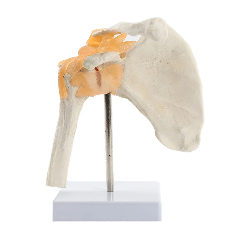 Human Functional Shoulder Joint Anatomy Model Medical Science Teaching Resources Dropshipping anatomical models