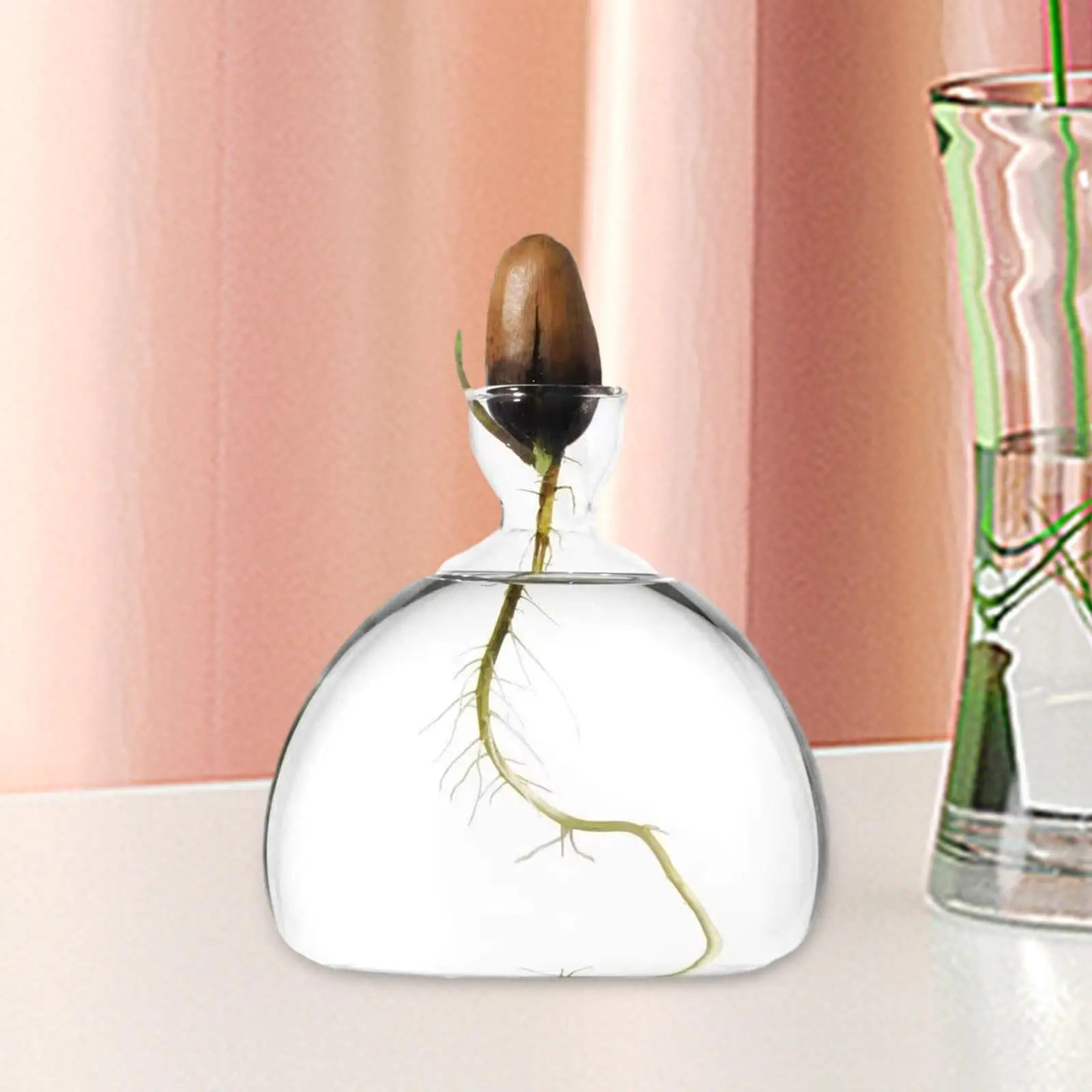 Avocado Seed Sprout Starter Vase Transparent Glass Vase for Birthday Girls