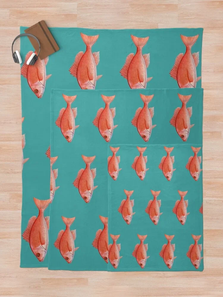 ���� ���� (Lutjanus campainus) ������ ���,  ��� ���� ���