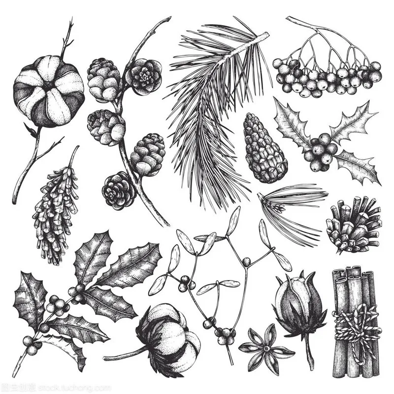 Pine Cone With Winter Berry. Vector Illustration Of Pinecone And Leaf