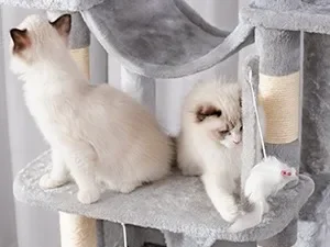 cat toy